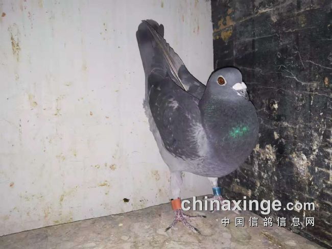 �Ų����ɵÿ��������