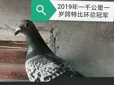 ���Խ��ɺ���������������Է���