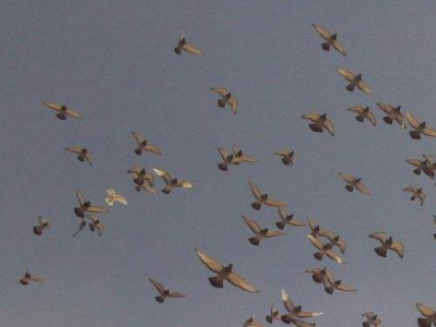 �۵㾭��Ľ���