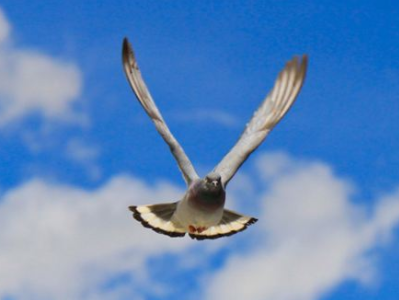 ����Ӧ�����׼����