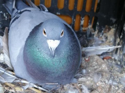 ǳ̸���ӵĺû�