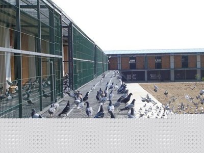 ����̽�ӻ���ͣ�� ����ô����