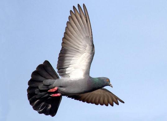 �ű�Ӱ��ѵ�ţ������໹��Ϲ���