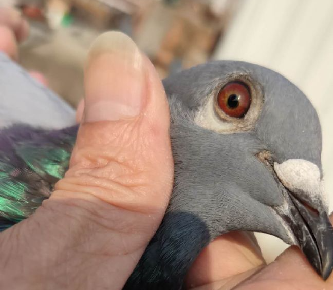 ��ս�������ߣ������ĸ��Ӻ������Ÿ�