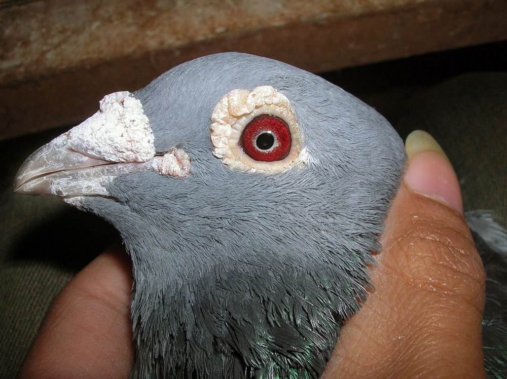 �������۵����ǳ��