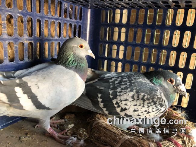 ��ɽ�ཿ�˶��� ����Ů���䡰Ӣ�ۡ�