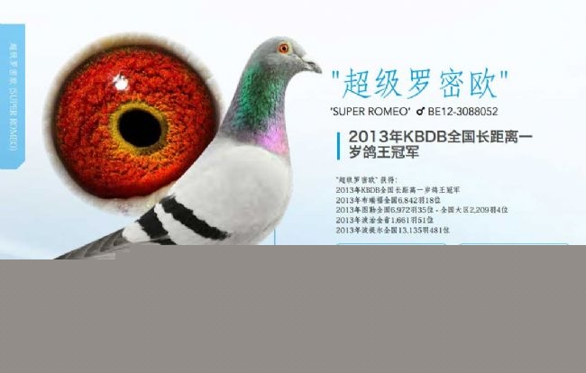 成功可以复制!盖比鸽系40年育种图谱揭秘