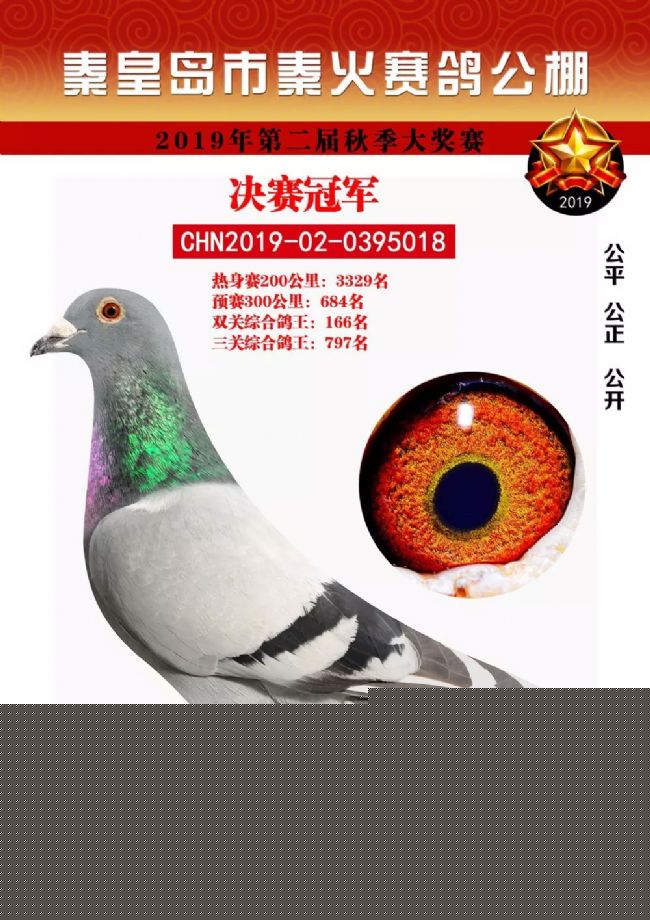 秦皇岛市秦火赛鸽公棚500公里决赛前十名欣赏