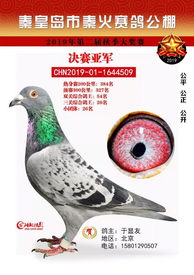 "稳险快"诠释赛鸽魅力 秦皇岛秦火冠军鸽鉴赏