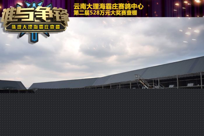 云南大理海霸庄查棚7530羽 鸽子状态实拍