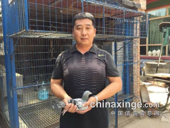北京市千公里国家赛放飞675羽 当日未见鸽